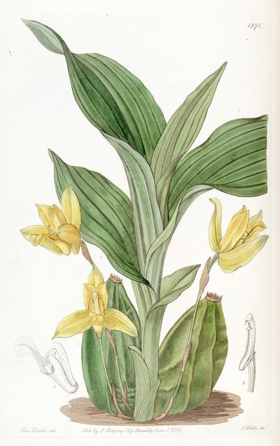 Lycaste aromatica (als syn. Maxillaria aromatica) door Miss Drake